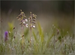 Sumpf_Stendelwurz-Epipactis_palustris-2014.jpg