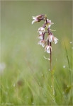 Sumpf_Stendelwurz-Epipactis_palustris-Juni_2015.jpg