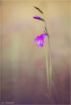 Sumpfgladiole-Gladiolus_palustris.jpg