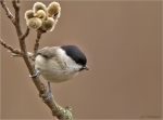 Sumpfmeise-Nonnenmeise-Poecile_palustris-09_02_2018.jpg