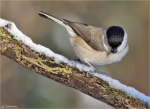 Sumpfmeise-Nonnenmeise-Winter_2014.jpg