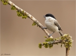 Sumpfmeise-Poecile_palustris-04_03_2018.jpg