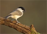 Sumpfmeise-Poecile_palustris-04_11_2017.jpg