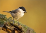 Sumpfmeise-Poecile_palustris-29_10_2017.jpg