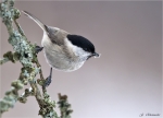 Sumpfmeise-marsh_tit-03_03_2018.jpg