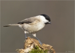 Sumpfmeise-marsh_tit-11_12_2015.jpg