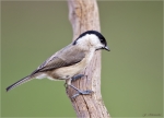 Sumpfmeise-marsh_tit-22_12_2015.jpg