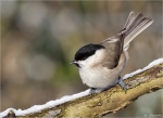 Sumpfmeise-marsh_tit-Dezember_2014.jpg