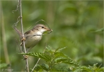 Sumpfrohrsaenger-Juni_2012.jpg