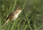 Sumpfrohrsaenger-marsh_warbler.jpg