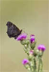 Tagpfauenauge-2012.jpg