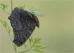 Tagpfauenauge-schlafend.jpg