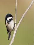 Tannenmeise-coal_tit-15_12_2015.jpg