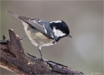 Tannenmeise-coal_tit-30_12_2014.jpg