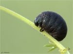 Tatzenkaefer-Timarcha_tenebricosa-Larve.jpg