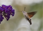Taubenschwaenzchen-Macroglossum_stellatarum.jpg