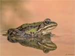 Teichfrosch-Pelophylax_esculentus-01_10_2017.jpg
