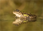 Teichfrosch-Pelophylax_esculentus.jpg