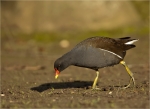 Teichhuhn-Gallinula_chloropus-10_01_2018.jpg