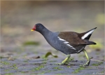 Teichhuhn-eurasian_common_moorhen.jpg