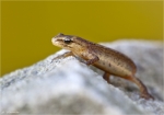 Teichmolch-Triturus_vulgaris-2013.jpg