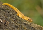 Teichmolch-Triturus_vulgaris-in_Landtracht-weiblich-03_07_2016.jpg
