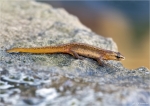 Teichmolch-Triturus_vulgaris.jpg