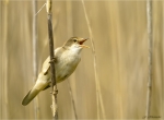 Teichrohrsaenger-reed_warbler-beim_Singen-15_Mai_2017.jpg