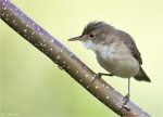 Teichrohrsaenger-reed_warbler-im_Schatten.jpg