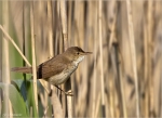 Teichrohrsaenger-reed_warbler.jpg