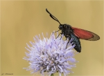 Thymian-Widderchen-Zygaena_purpuralis-04_07_2018.jpg