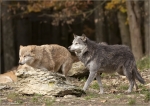 Timberwoelfe-Canis_lupus_lycaon.jpg