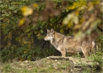 Timberwolf-Canis_lupus_lycaon-November_2016.jpg