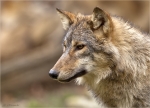 Timberwolf-Canis_lupus_lycaon-Portait.jpg