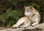 Timberwolf-Canis_lupus_lycaon-in_der_Sonne.jpg