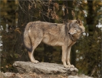 Timberwolf-Canis_lupus_lycaon.jpg