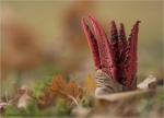 Tintenfischpilz-Clathrus_archeri-07_11_2017.jpg