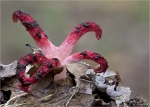 Tintenfischpilz-Clathrus_archeri-27_09_2014.jpg