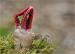 Tintenfischpilz-Clathrus_archeri-Oktober_2014.jpg