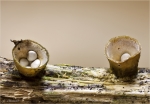 Topf-Teuerling-Cyathus_olla.jpg