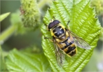 Totenkopfschwebfliege-Myathropa_florea.jpg