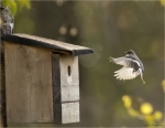 Trauerschnaepper-Anflug_zum_Nistkasten-European_Pied_Flycatcher-maennlich.jpg