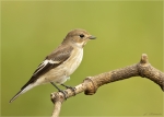 Trauerschnaepper-European_Pied_Flycatcher-29_08_2016.jpg