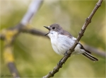 Trauerschnaepper-European_Pied_Flycatcher-Maennchen_beim_Singen.jpg