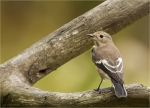 Trauerschnaepper-European_Pied_Flycatcher-auf_dem_Durchzug.jpg