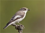 Trauerschnaepper-European_Pied_Flycatcher-maennlich-01_05_2016.jpg