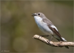 Trauerschnaepper-European_Pied_Flycatcher-maennlich-07_05_2016.jpg