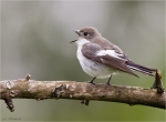 Trauerschnaepper-European_Pied_Flycatcher-maennlich-23_04_2016.jpg
