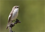 Trauerschnaepper-European_Pied_Flycatcher-maennlich-beim_Gesang.jpg