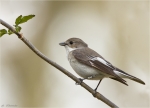 Trauerschnaepper-European_Pied_Flycatcher.jpg